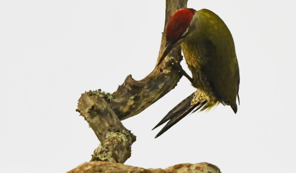 Streak-throated Woodpecker-m. – India