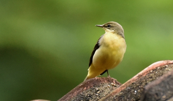 Western Yellow Wagtail – India