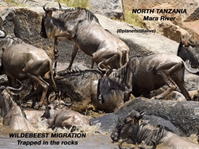Wildebeest migration, deaths in the rocks!        ————————–123K VIEWS