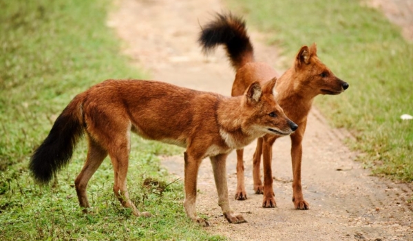 Asiatic Wild Dogs…
