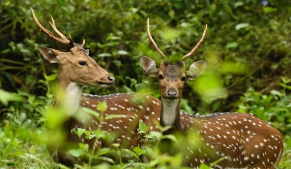 Spotted Deers-father & son.