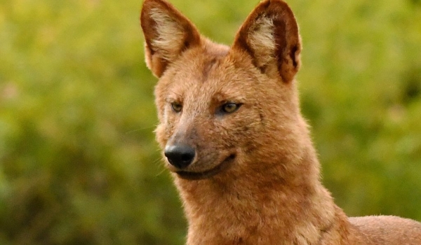 is also called Dhole.