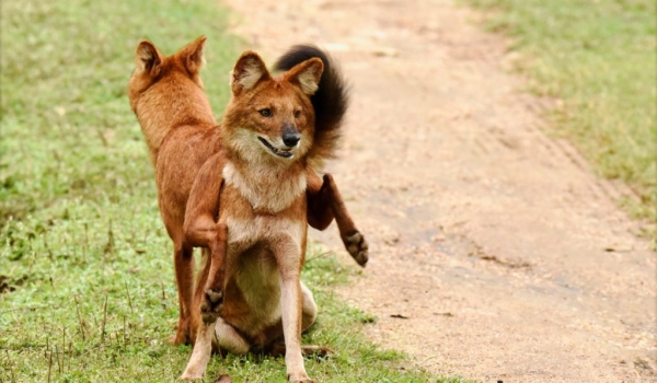 Funny Asiatic Wild Dogs.