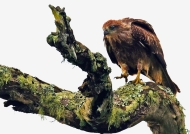 Indian Spotted Eagle – juv.