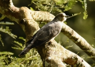 Common Hawk-cuckoo