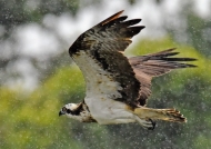 Osprey under the rain