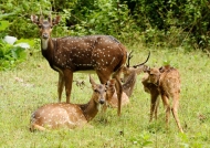 Spotted Deer family