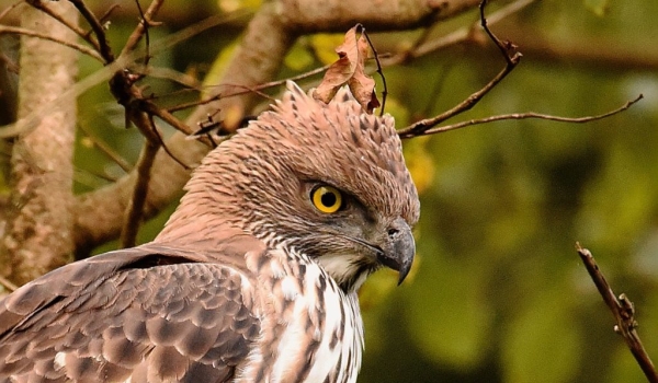 Crested Hawk-eagle