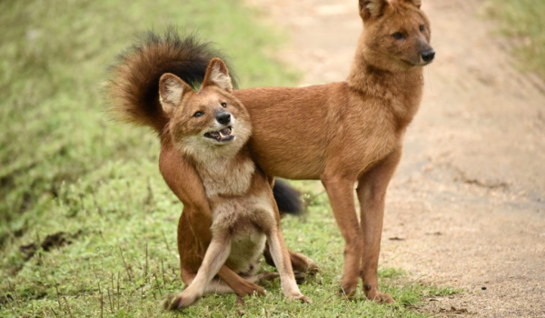 Asiatic Wild Dogs