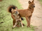 Asiatic Wild Dogs