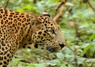 Indian Leopard – male