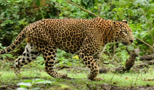 Indian Leopard – male