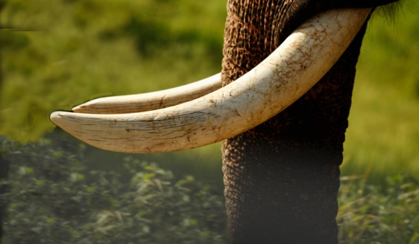 Indian Elephant tusks