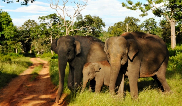  Elephant couple with baby