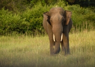 Indian Elephant – adult