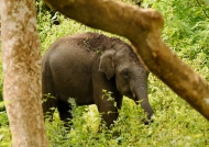 Indian Elephant – baby
