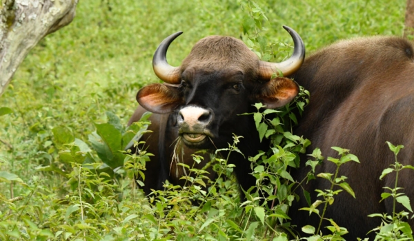 Gaur – what is so funny ???