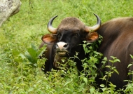 Gaur – what is so funny ???
