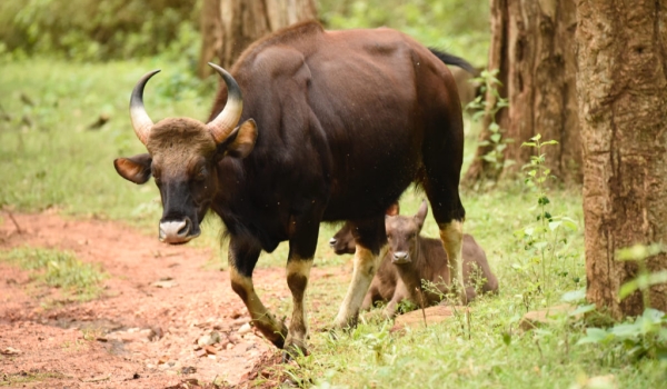 Gaur mother with 2 calves