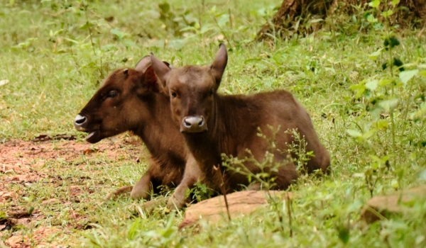 Baby Gaurs or Gaur calves
