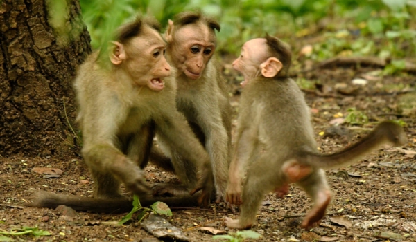 Macaque family discussion