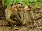 Macaque family discussion