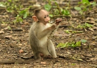Bonnet Macaque – baby