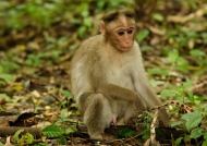 Bonnet Macaque very pensive