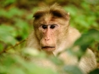 Bonnet Macaque worried