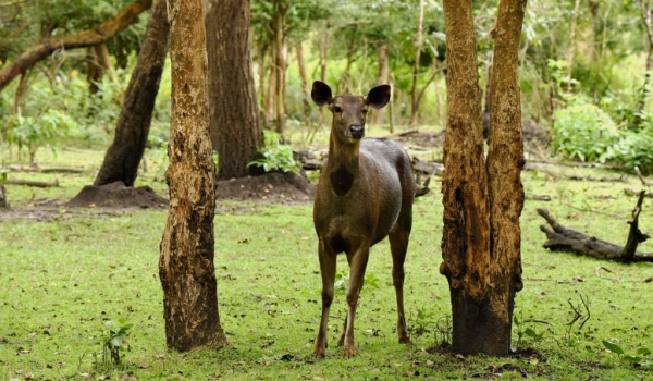Sambar Deer – Female