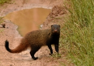 Stripe-necked Mongoose….