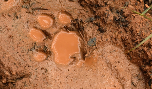 Tiger Footprint