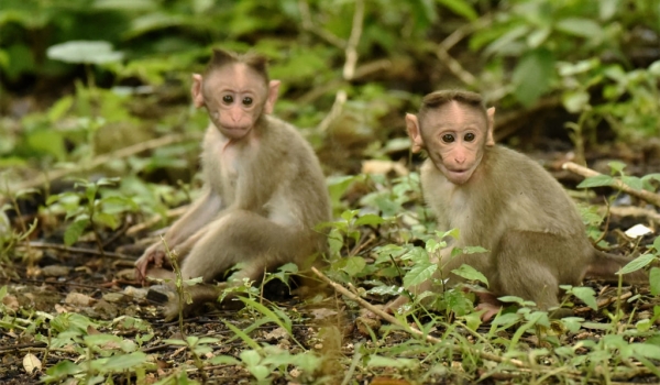Bonnet Macaque – babies