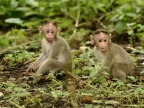 Bonnet Macaque – babies