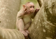 Bonnet Macaque – baby