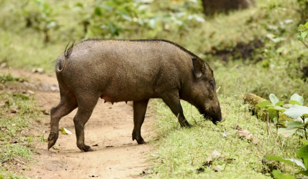 Indian Boar – female