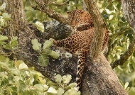 Indian Leopard – female
