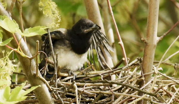 wishing to leave the nest…