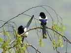 Eurasian Magpie couple
