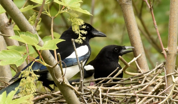 Couple on the nest