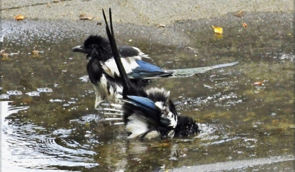 Chick Magpie with Mom