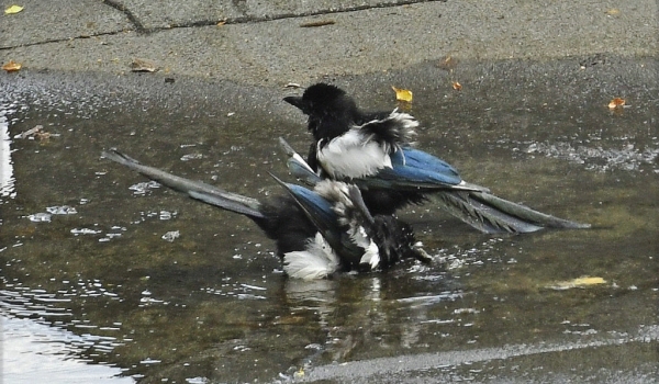 Chick Magpie with Mom