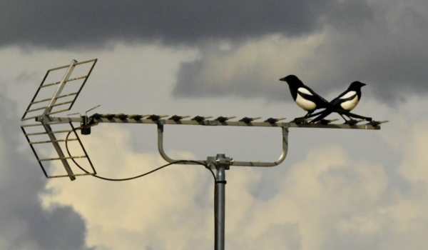 Eurasian Magpies in conflict…