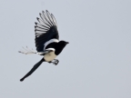 Eurasian Magpie freedom…