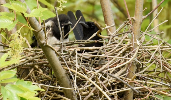 « Discussion » in the nest