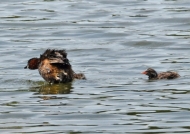 Little Grebe and chick