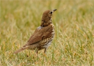Common Blackbird – female