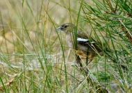Common Chaffinch – female