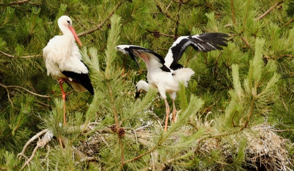 White Stork and juvenile