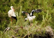 White Stork and juvenile
